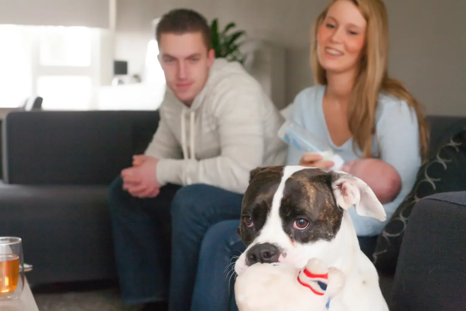 Analysegespräch Hunde Verhaltenstraining München und Umgebung