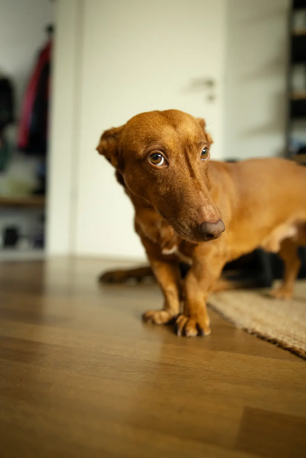Einzeltraining Verhaltensprobleme Hunde Verhaltenstraining München und Umgebung