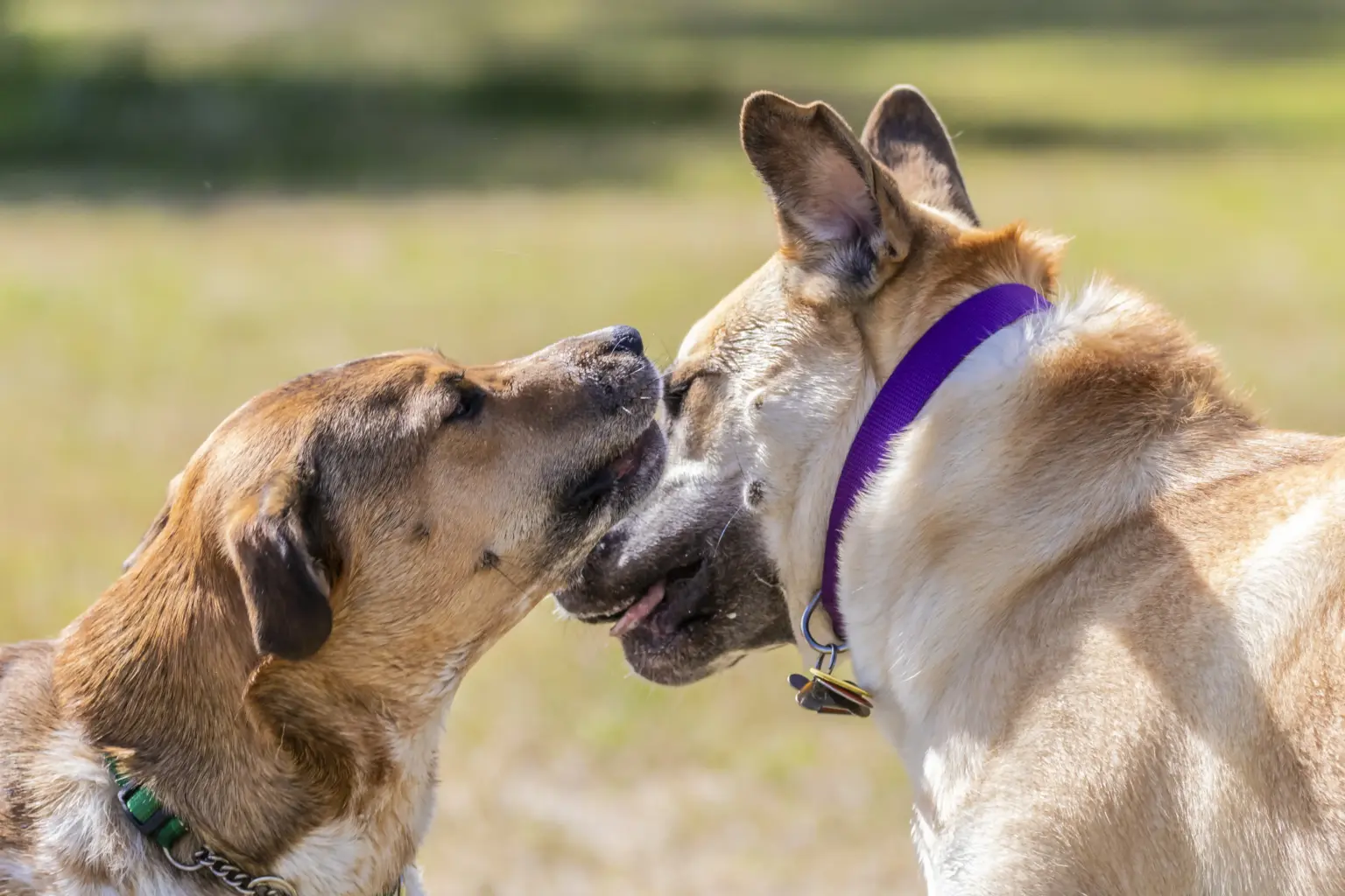 Einzeltraining Hundebegegnungen Hunde Verhaltenstraining München und Umgebung